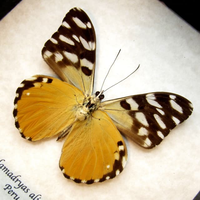 Real golden Cracker butterfly framed taxidermy - Hamadryas alicia