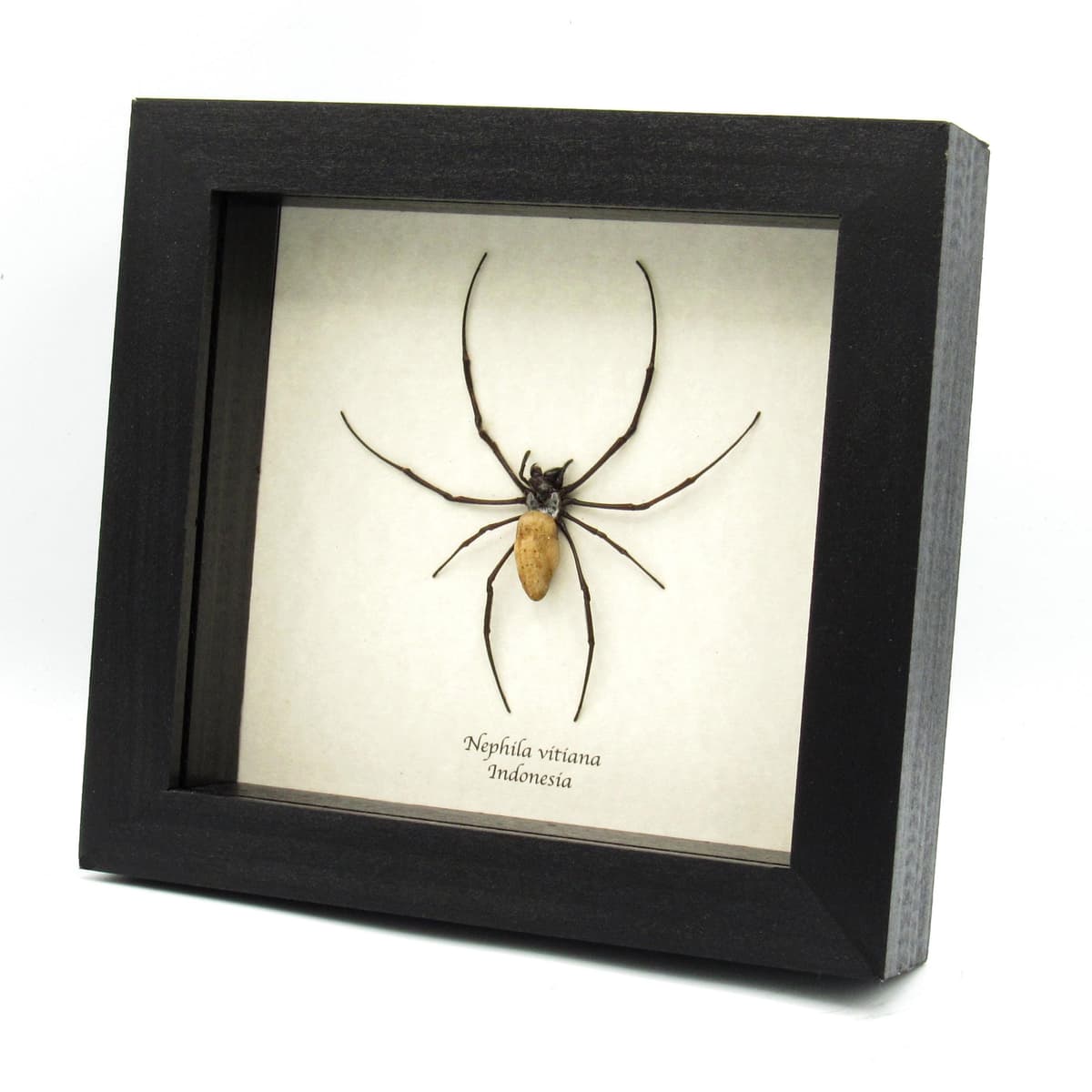 Real Golden Orb Weaver spider framed taxidermy - Nephila vitiana