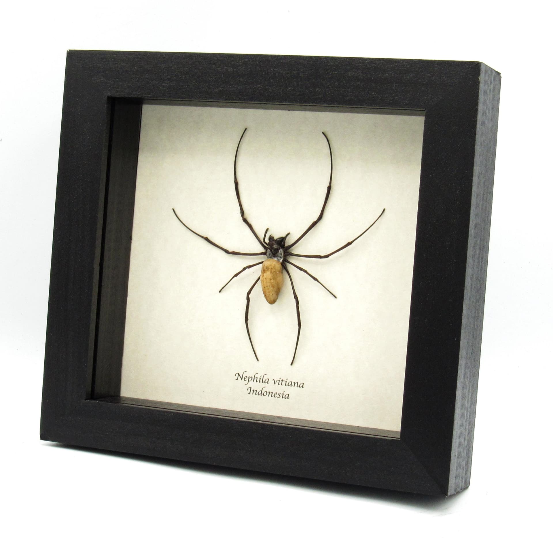 Real Golden Orb Weaver spider framed taxidermy - Nephila vitiana