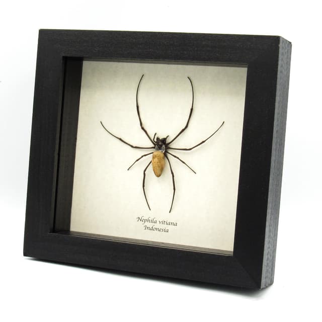 Real Golden Orb Weaver spider framed taxidermy - Nephila vitiana
