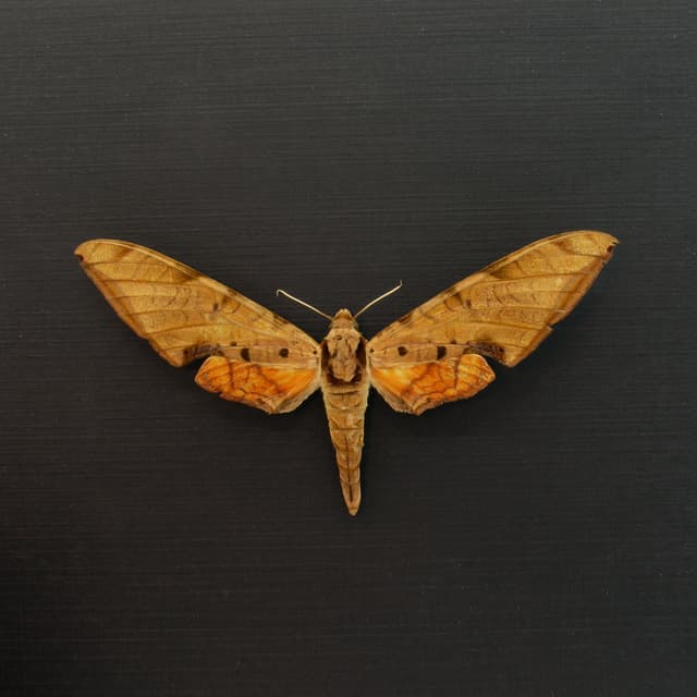Large real Streaked Sphinx moth framed taxidermy - Protambulyx strigilis - XL female