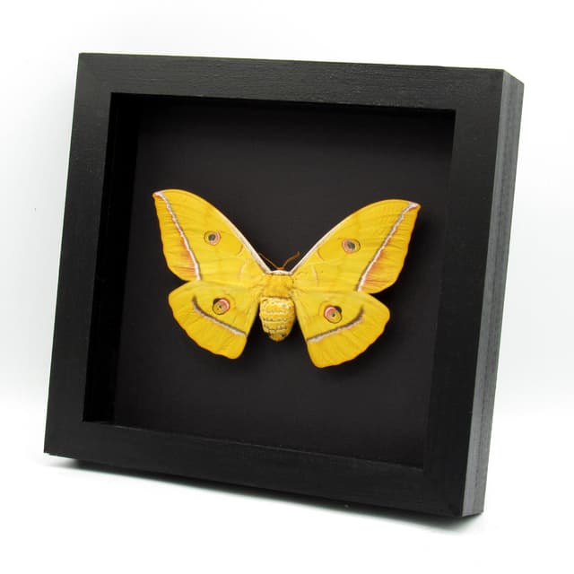 Real Giant yellow Japanese Oak Silkmoth framed taxidermy - Antheraea yamamai - female
