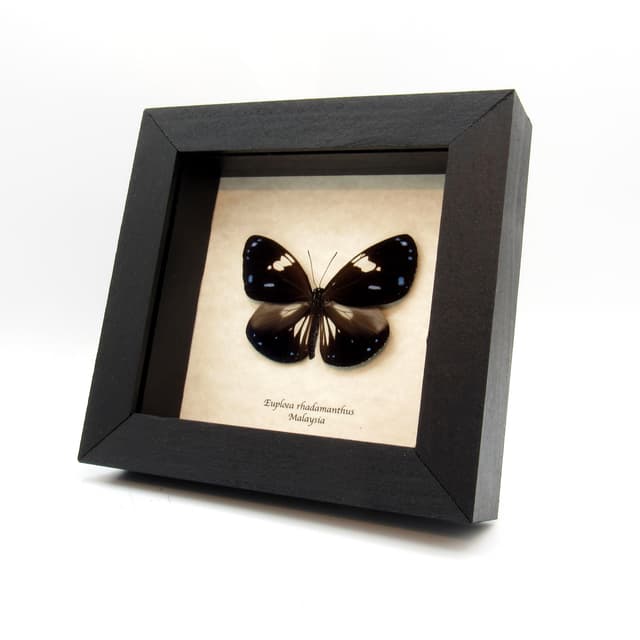 Real framed taxidermy butterfly taxidermy - Euploea rhadamanthus