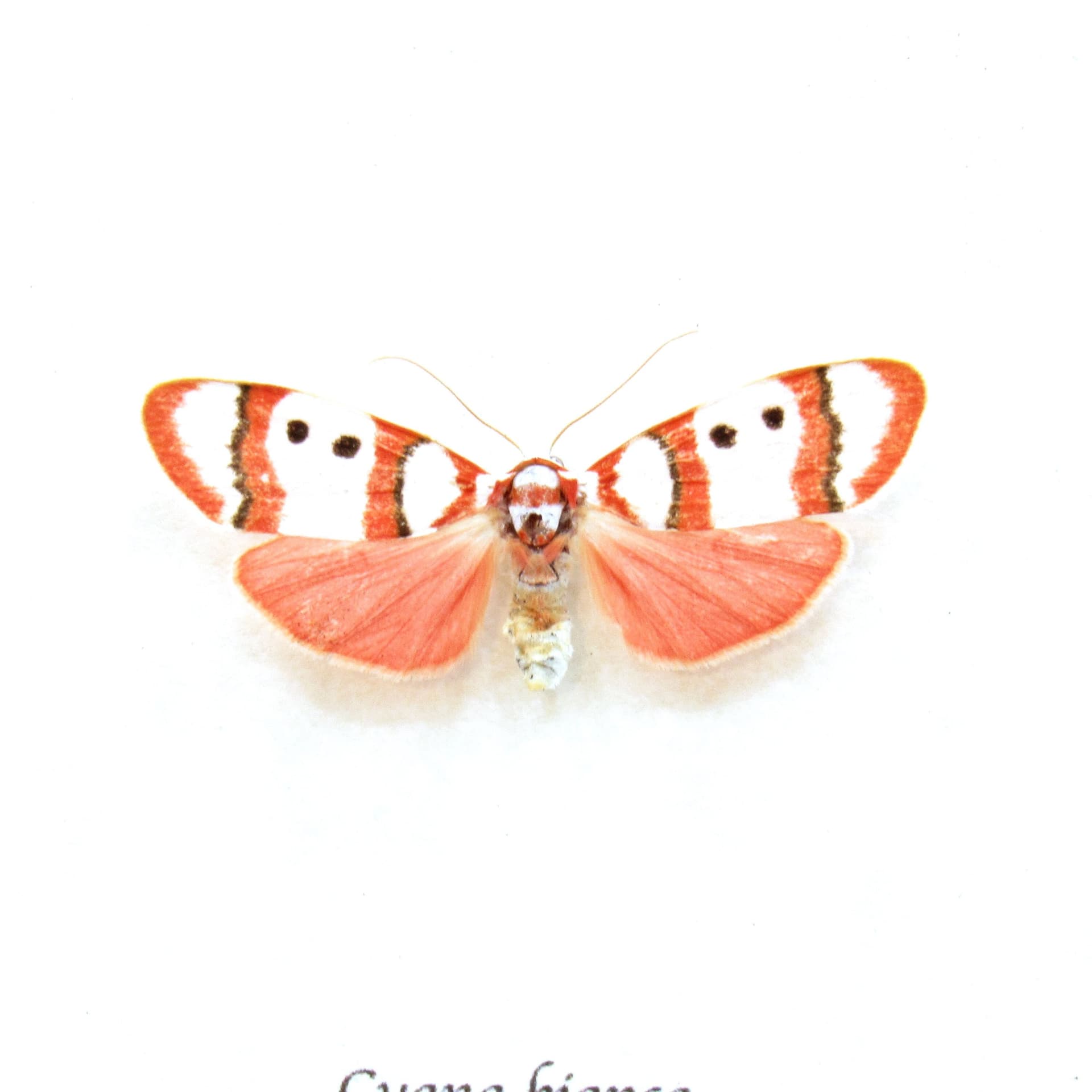 Real tiny pink Arctiid moth framed taxidermy - Cyana bianca