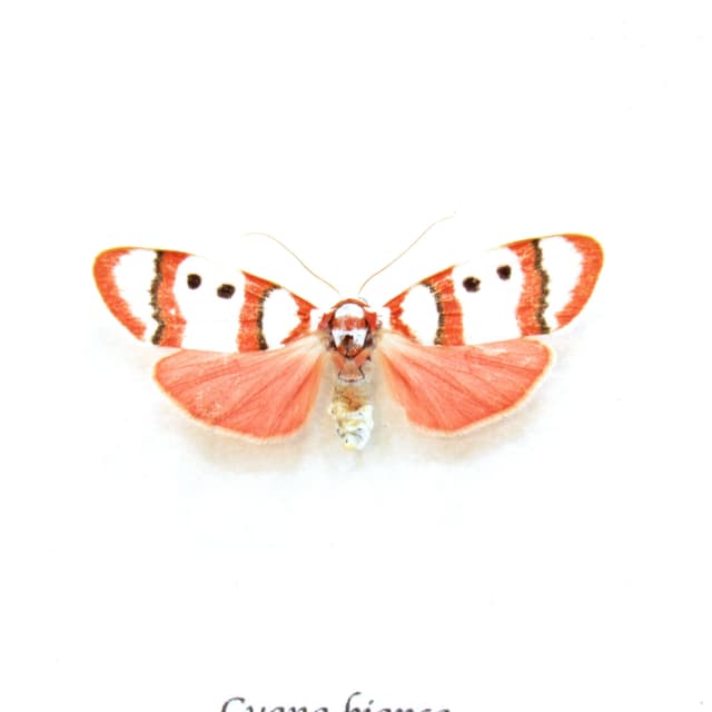 Real tiny pink Arctiid moth framed taxidermy - Cyana bianca