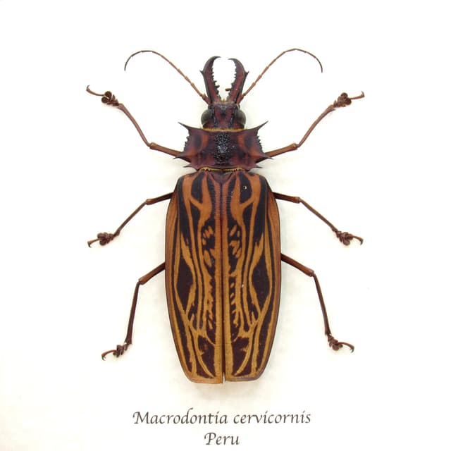 Real GIANT beetle framed taxidermy - Macrodontia cervicornis - female