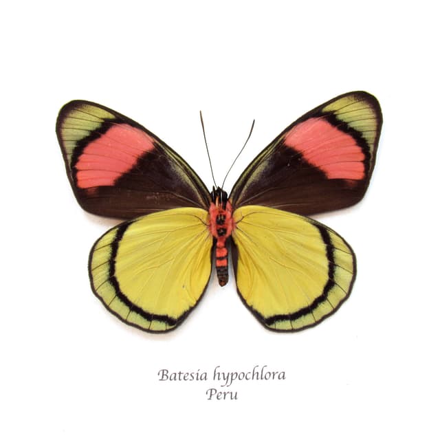 Real pink butterfly framed taxidermy - Batesia hypochlora - large female
