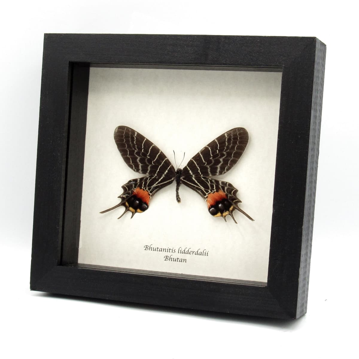 World rarity real Bhutan Glory Swallowtail butterfly framed taxidermy - Bhutanitis lidderdalii - large example