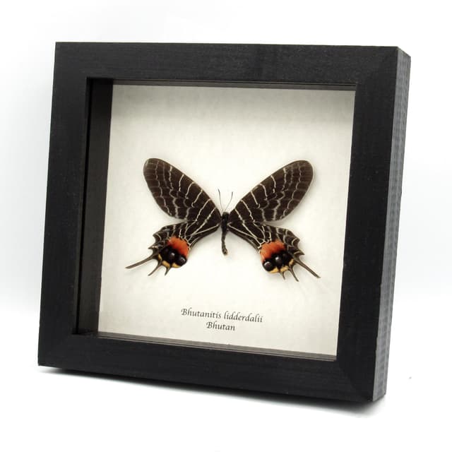 World rarity real Bhutan Glory Swallowtail butterfly framed taxidermy - Bhutanitis lidderdalii - large example