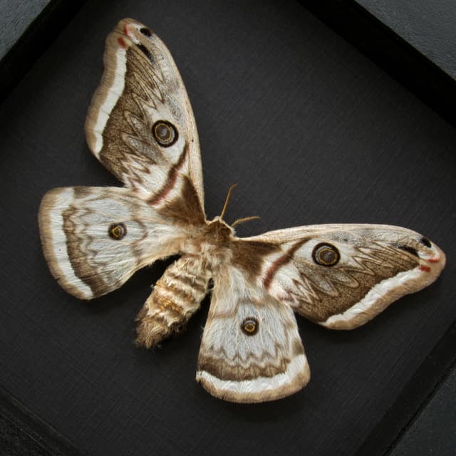 Rare pale pink Saturn moth framed - Saturnia pyretorum - female