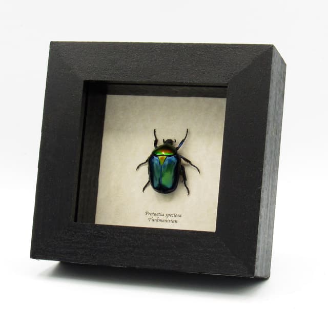 Rare metallic Rainbow Scarab beetle framed taxidermy - Protaetia speciosa