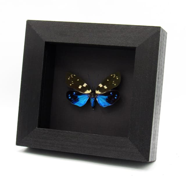 Rare metallic Day Flying moth framed taxidermy - Eterusia subcyanea - female