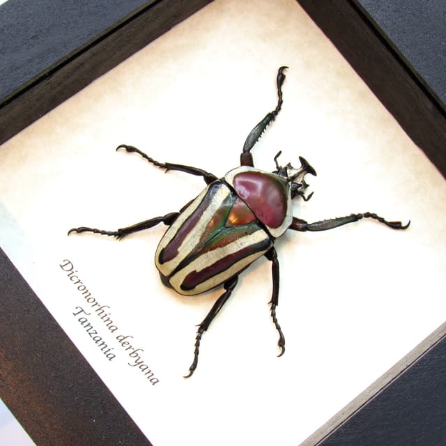 Large red and green metallic scarab beetle framed taxidermy - Dicronorhina derbyana
