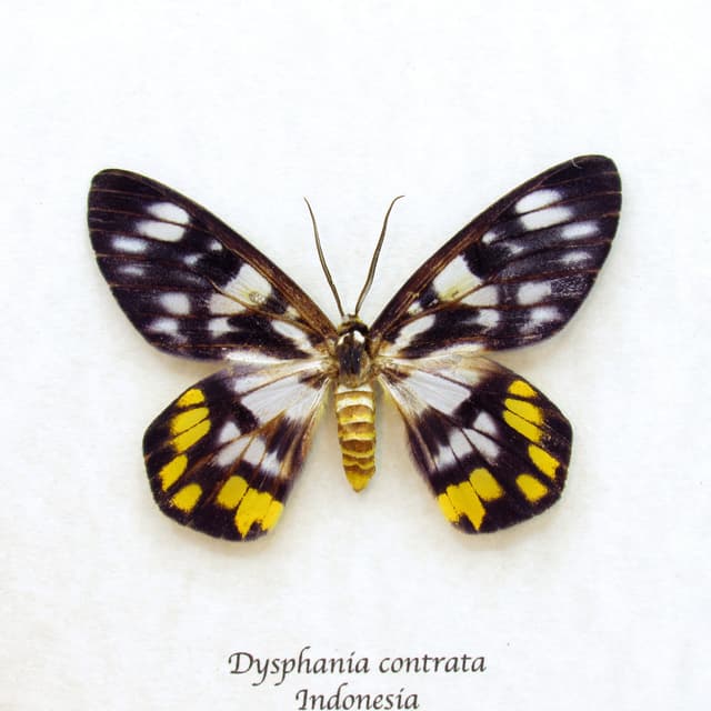Real yellow False Tiger moth framed taxidermy - Dysphania contrata - female