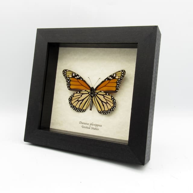 Real XL Monarch framed taxidermy butterfly - Danaus plexippus