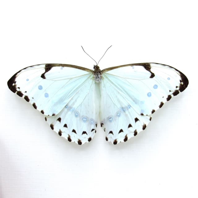 Real XL pale green opalescent butterfly framed taxidermy - Morpho catenaria - Victorian mount
