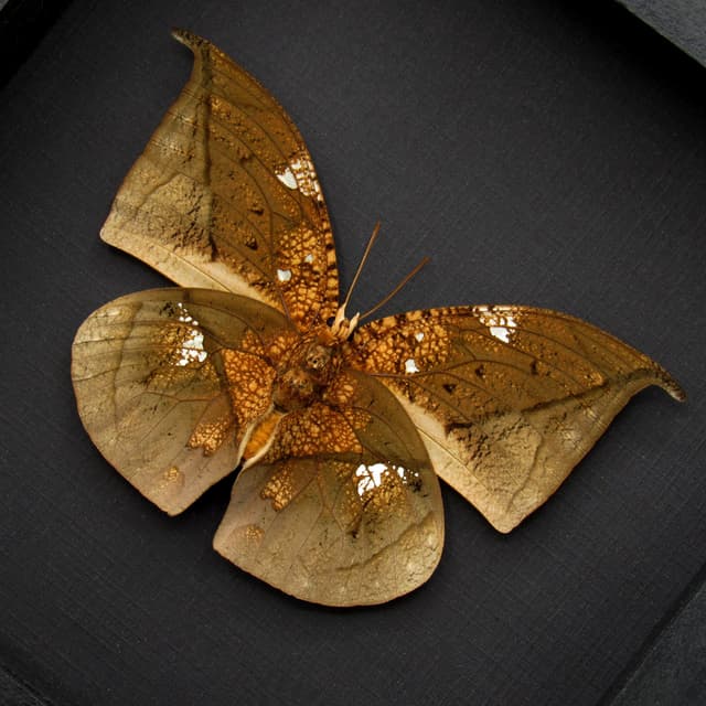 Real metallic gold dead leaf butterfly framed taxidermy - Anaea archidona - large female