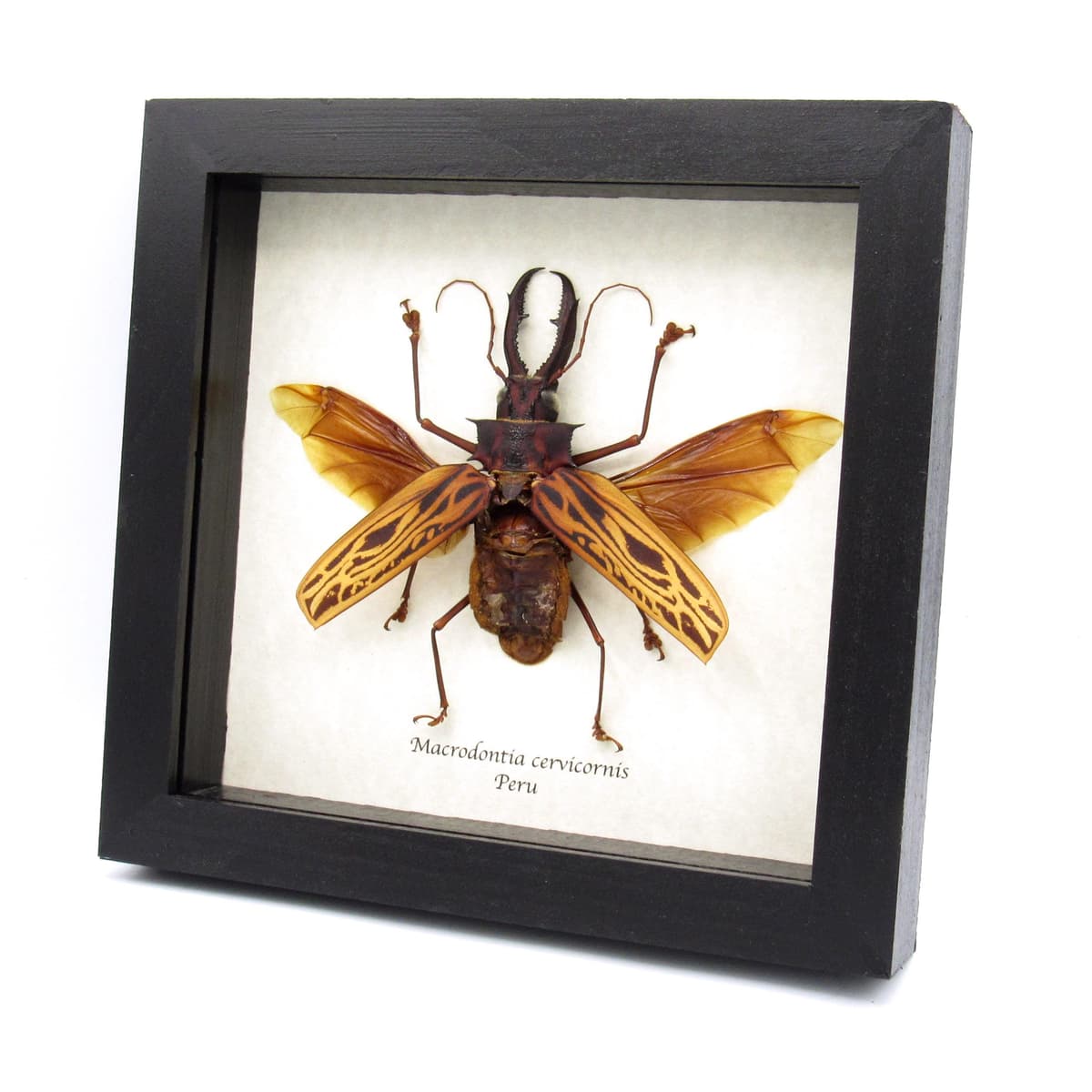 Real GIANT beetle framed taxidermy - Macrodontia cervicornis