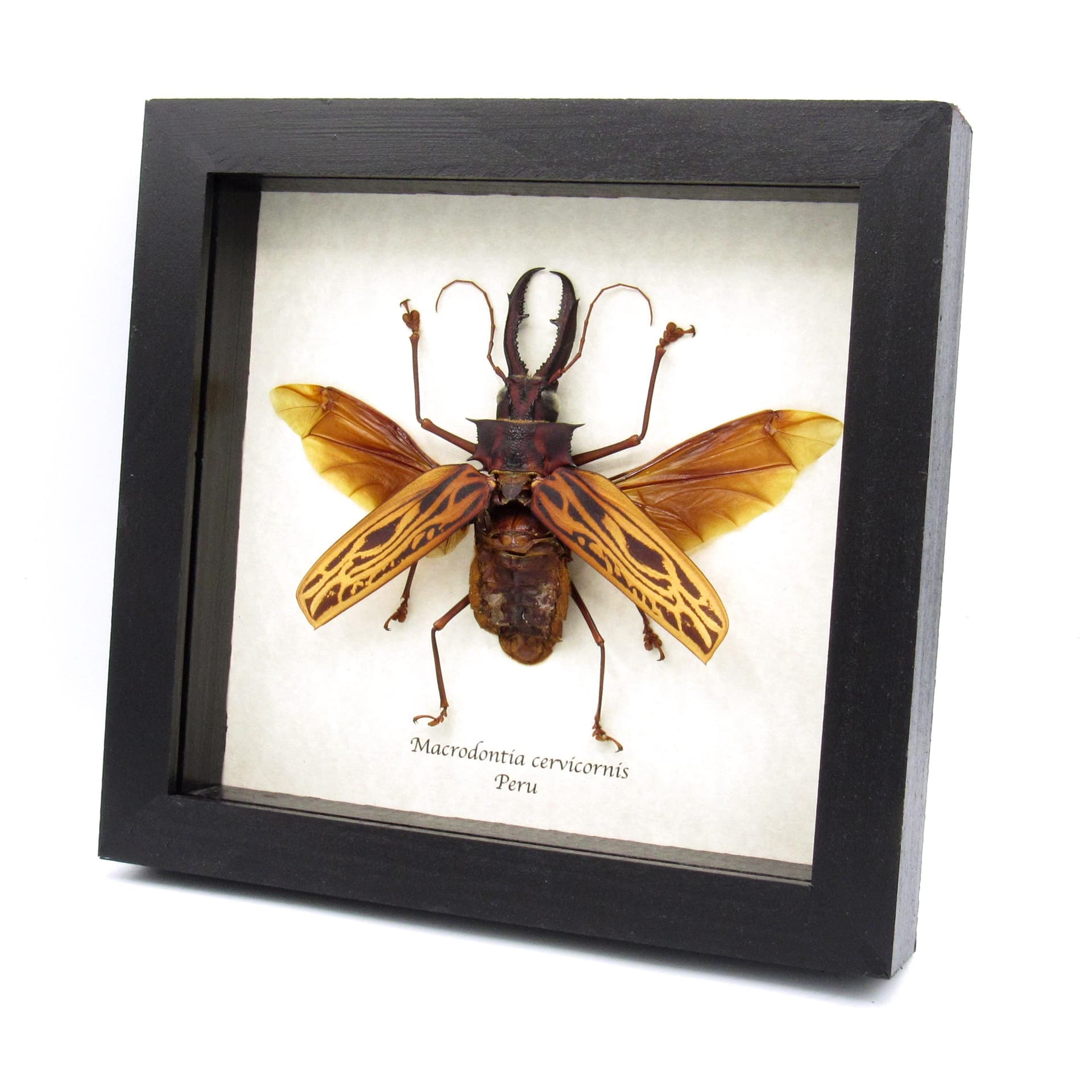 Real GIANT beetle framed taxidermy - Macrodontia cervicornis