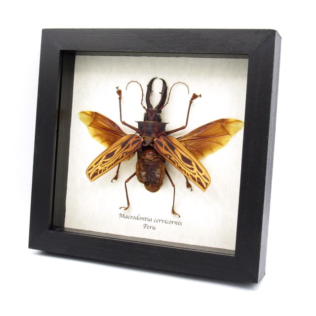 Real GIANT beetle framed taxidermy - Macrodontia cervicornis