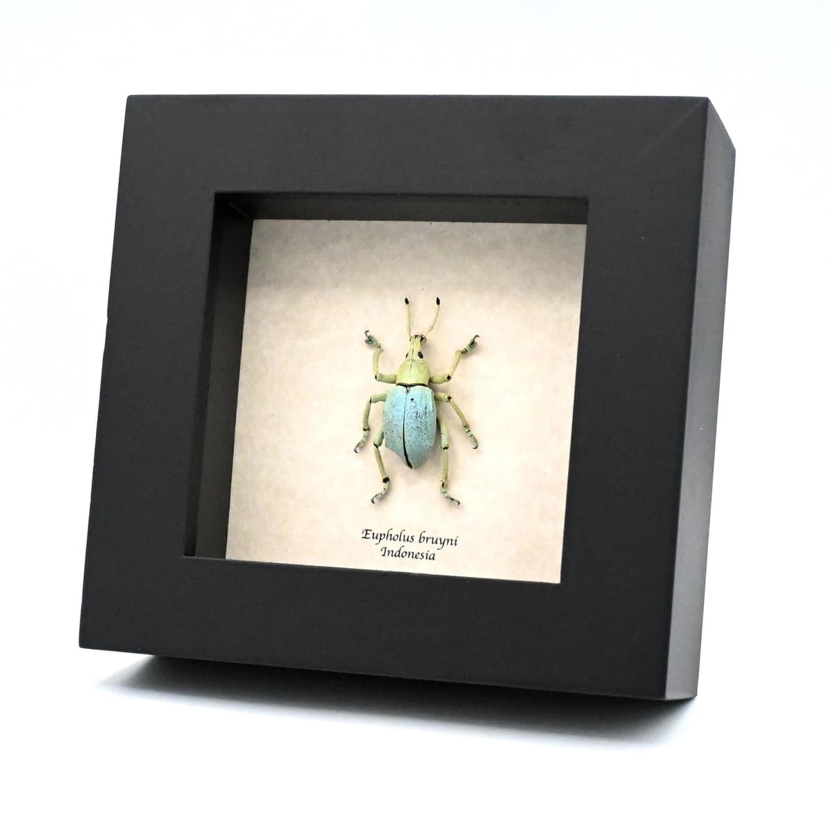 Rare weevil framed taxidermy - Eupholus bruyni - XL specimen