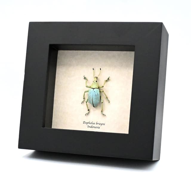 Rare weevil framed taxidermy - Eupholus bruyni - XL specimen