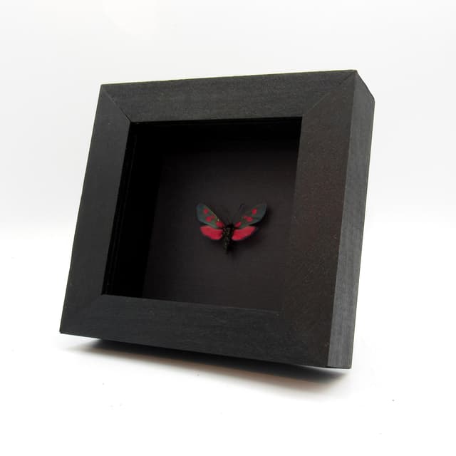 Real red Five Spot Burnet moth framed taxidermy - Zygaena lonicerae - large female