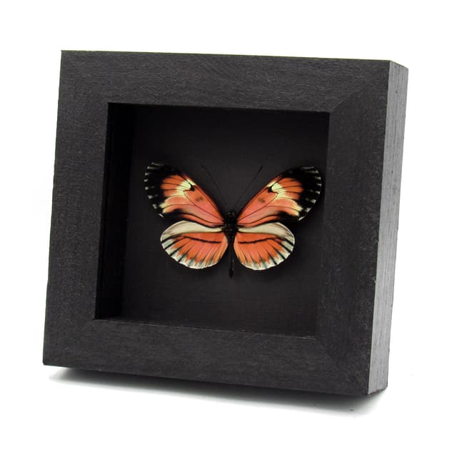 Very rare red hybrid Longwing butterfly framed taxidermy - Heliconius species