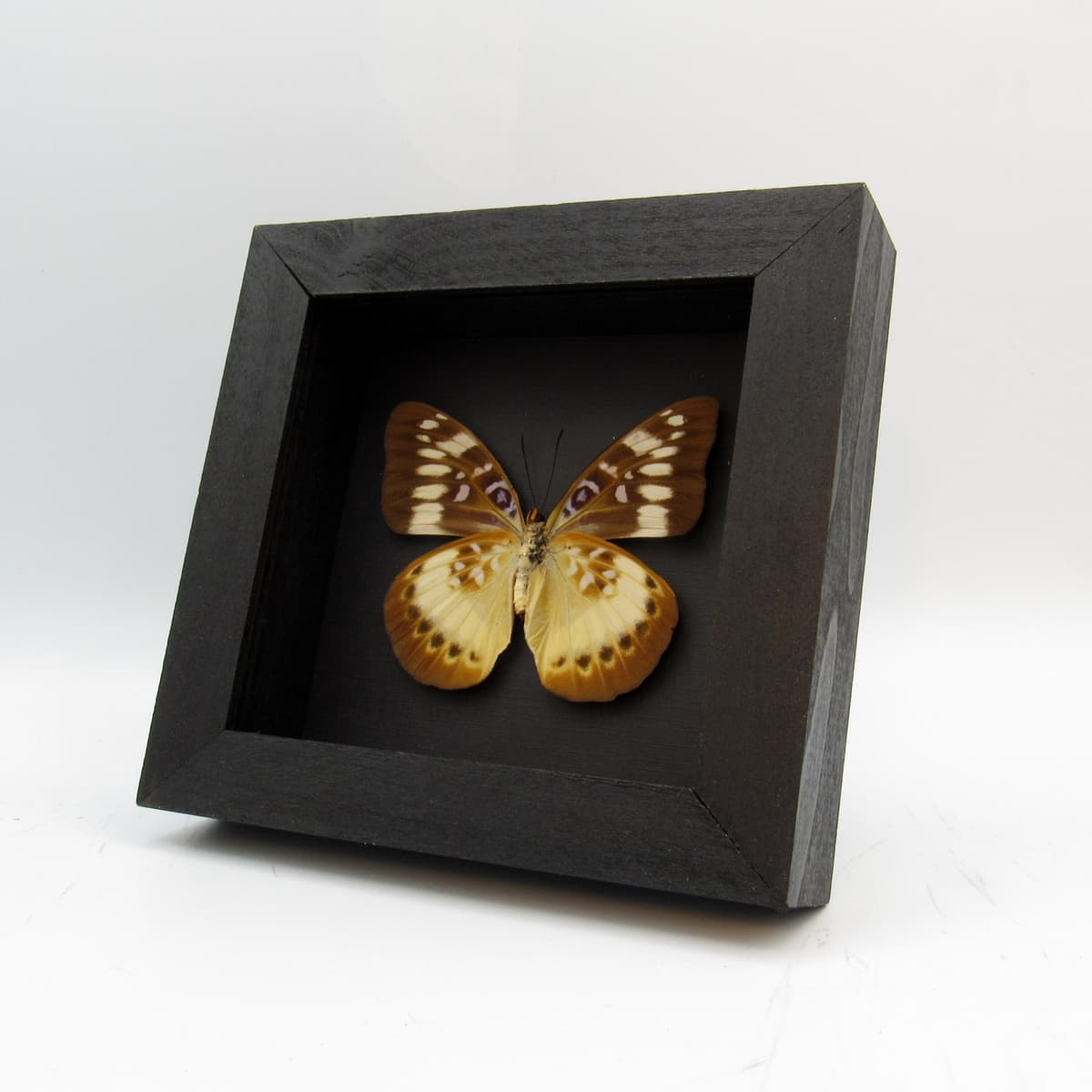 Rare Orange-banded butterfly framed taxidermy - Lexias aeropa helvidius - female