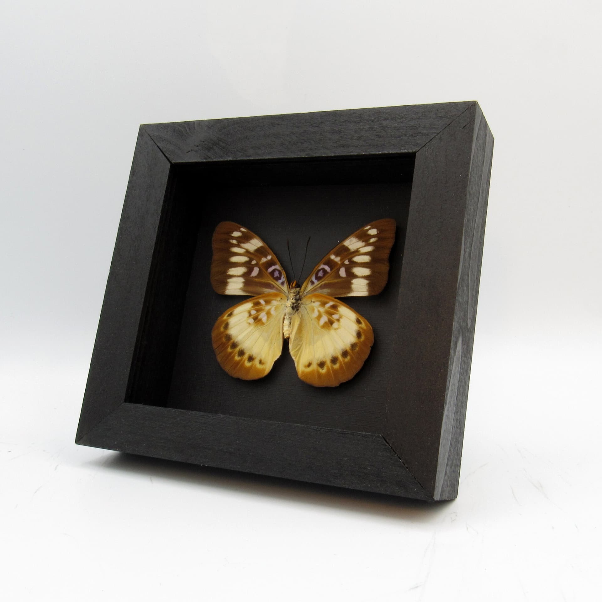 Rare Orange-banded butterfly framed taxidermy - Lexias aeropa helvidius - female