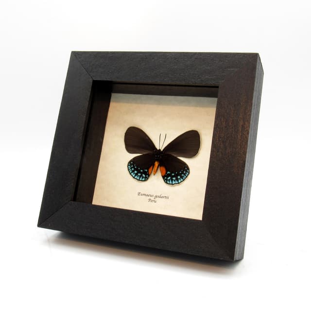 Real White-tipped Cycadian butterfly framed taxidermy - Eumaeus godartii