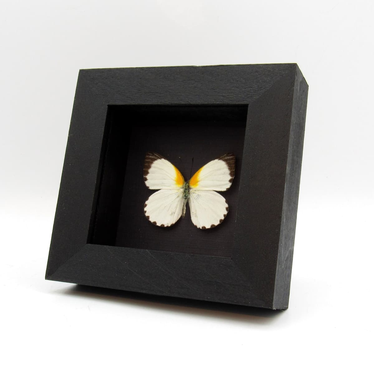 Real white Dotted Border butterfly framed taxideremy - Mylothris rhodope
