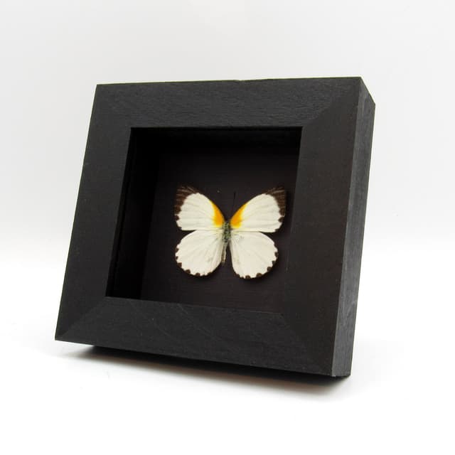 Real white Dotted Border butterfly framed taxideremy - Mylothris rhodope