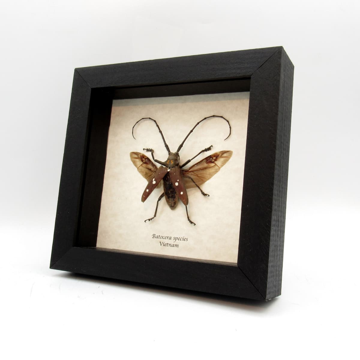 Real Long Horn beetle framed taxidermy - Batocera species