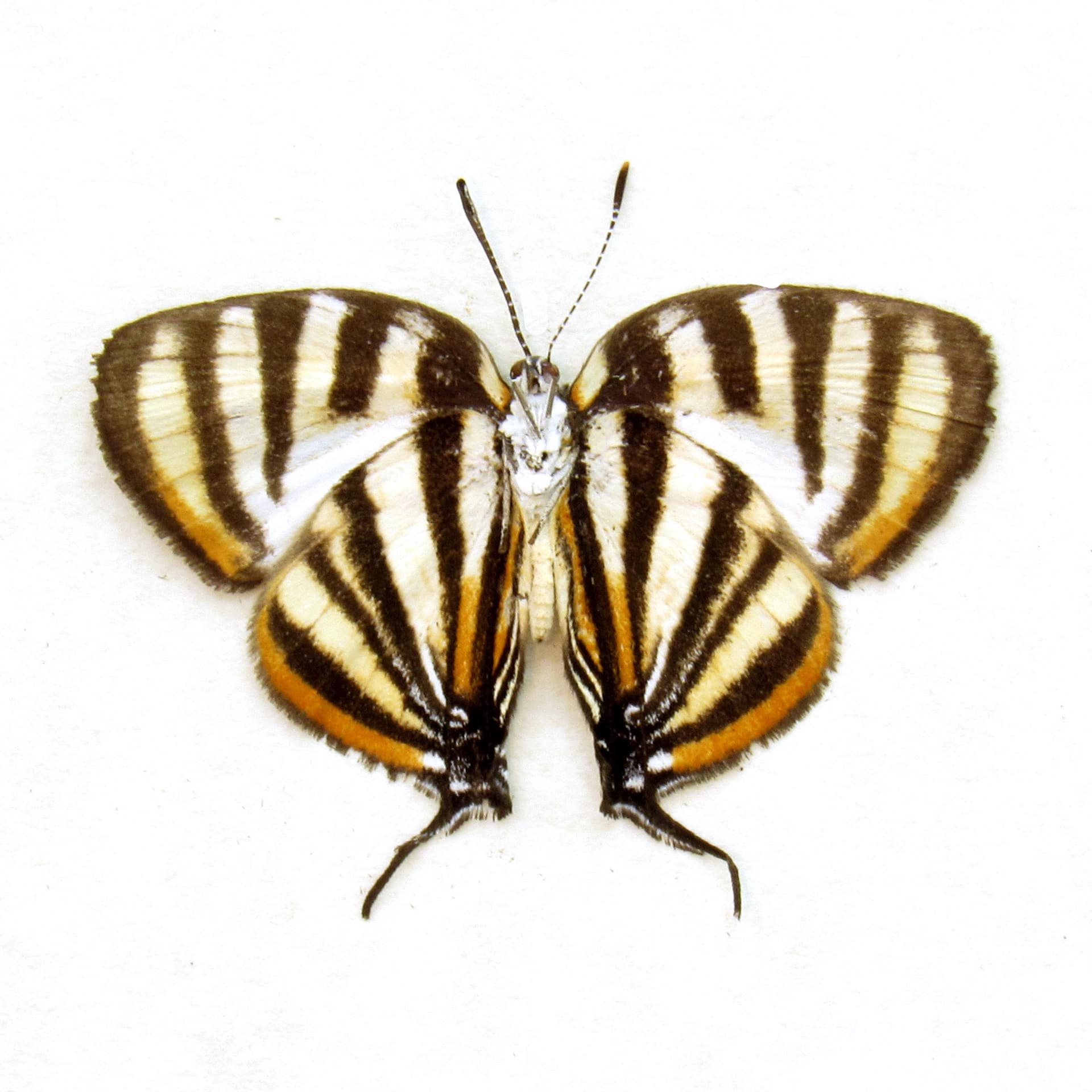 Real stripped butterfly framed taxidermy - Arawacus separata