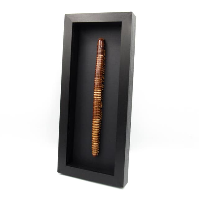 Real GIANT Scarlet Millipede framed taxidermy - Trigoniulus corallinus - 11 inch