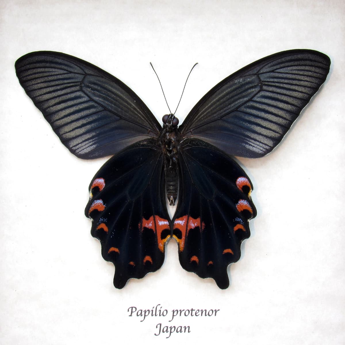 Real Black Spangle Swallowtail butterfly framed taxidermy - Papilio protenor - Victorian mount
