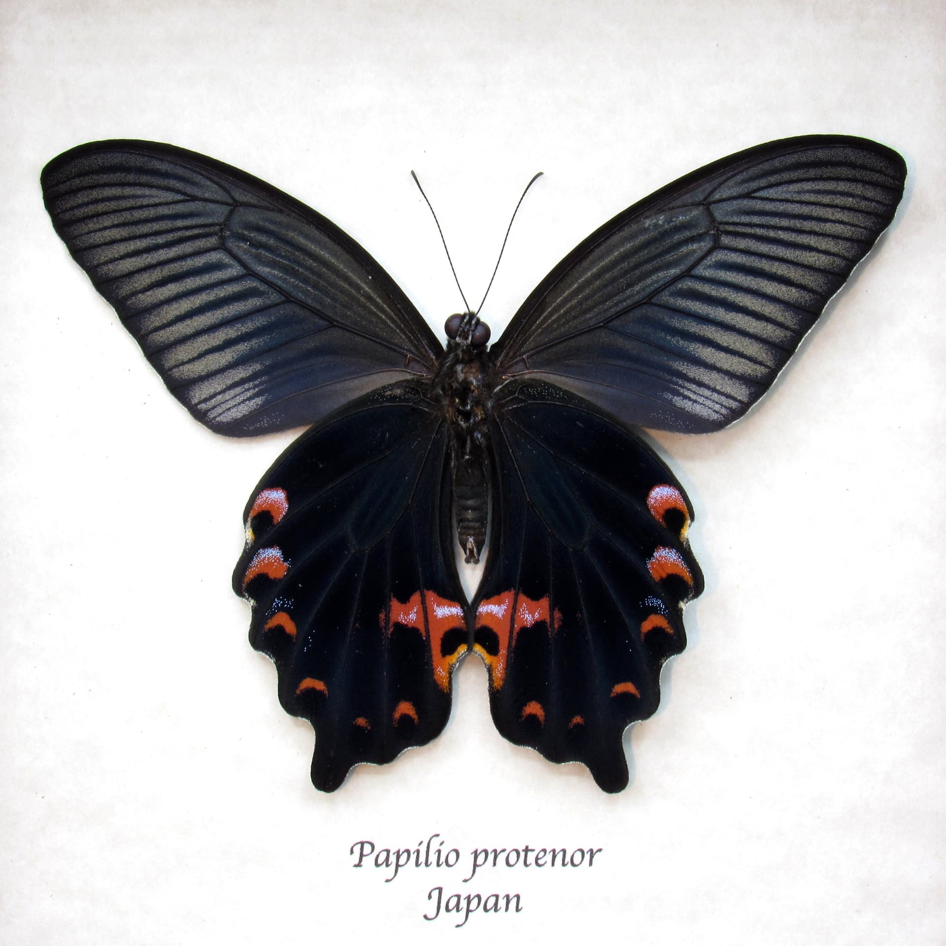 Real Black Spangle Swallowtail butterfly framed taxidermy - Papilio protenor - Victorian mount