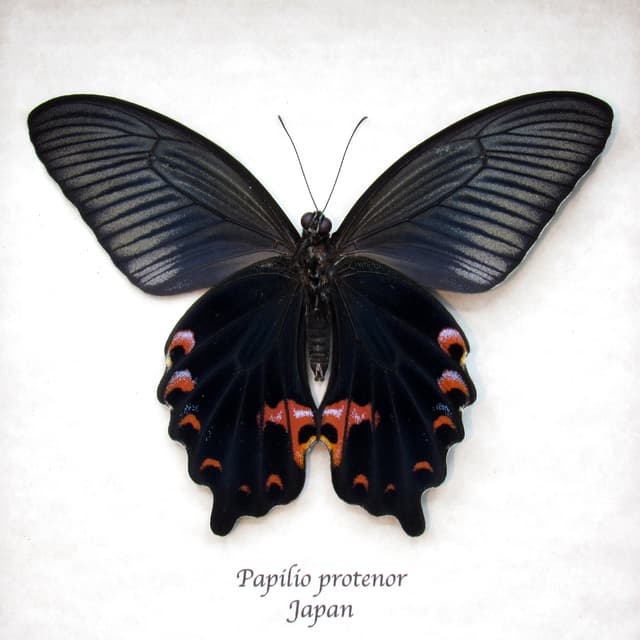 Real Black Spangle Swallowtail butterfly framed taxidermy - Papilio protenor - Victorian mount