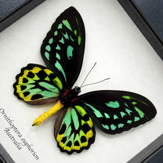Rare Australian Cairns Birdwing butterfly framed taxidermy - Ornithoptera euphorion