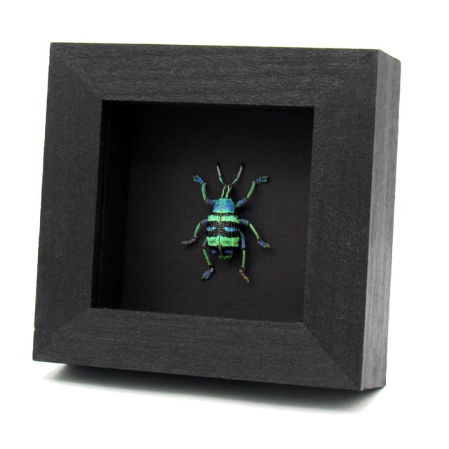 Real metallic weevil framed taxidermy - Eupholus magnificus - rare color form - XL