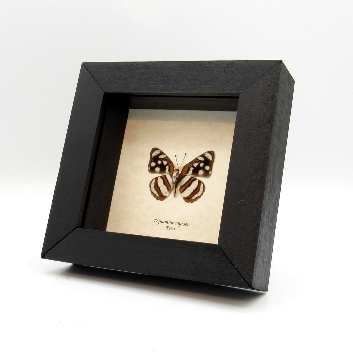 Real Metalmark butterfly framed - Dynamine myrson