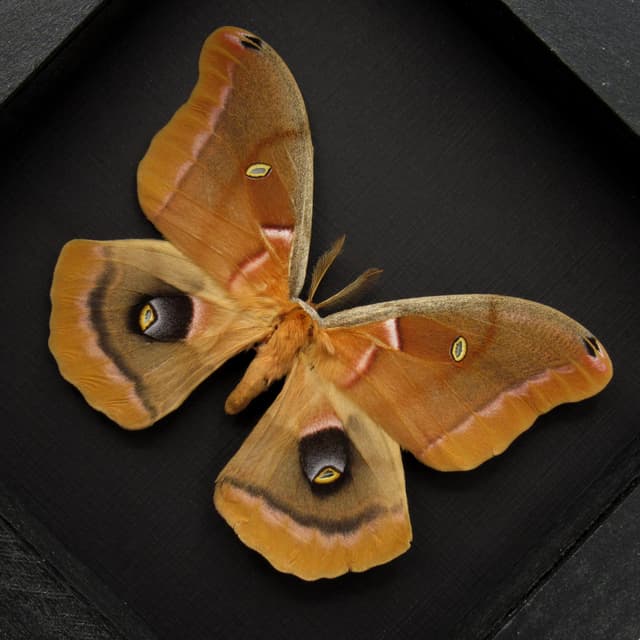 Real Polyphemus moth framed taxidermy - Antheraea polyphemus - 2