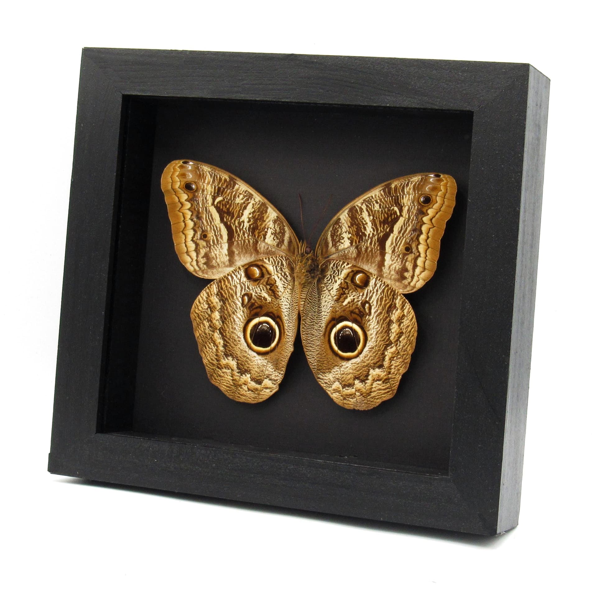 Real Giant Owl butterfly framed taxidermy - Caligo brasiliensis