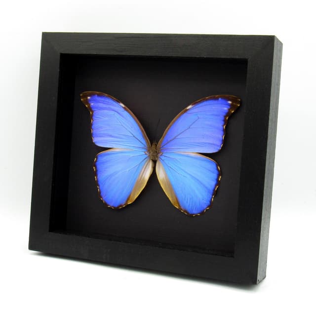 Real Giant Blue Morpho butterfly framed taxidermy - Morpho godarti - 6.15 inch wingspan