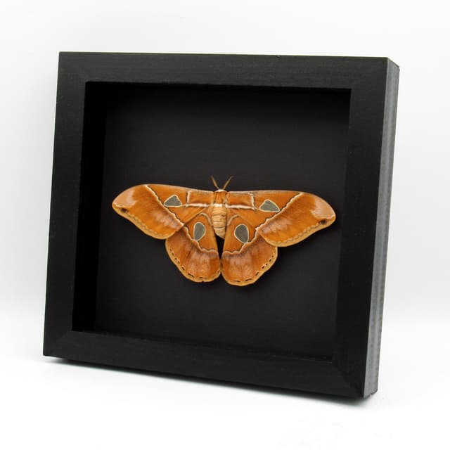 Real large Saturn moth framed taxidermy - Rothschildia hesperus - female - Victorian mount