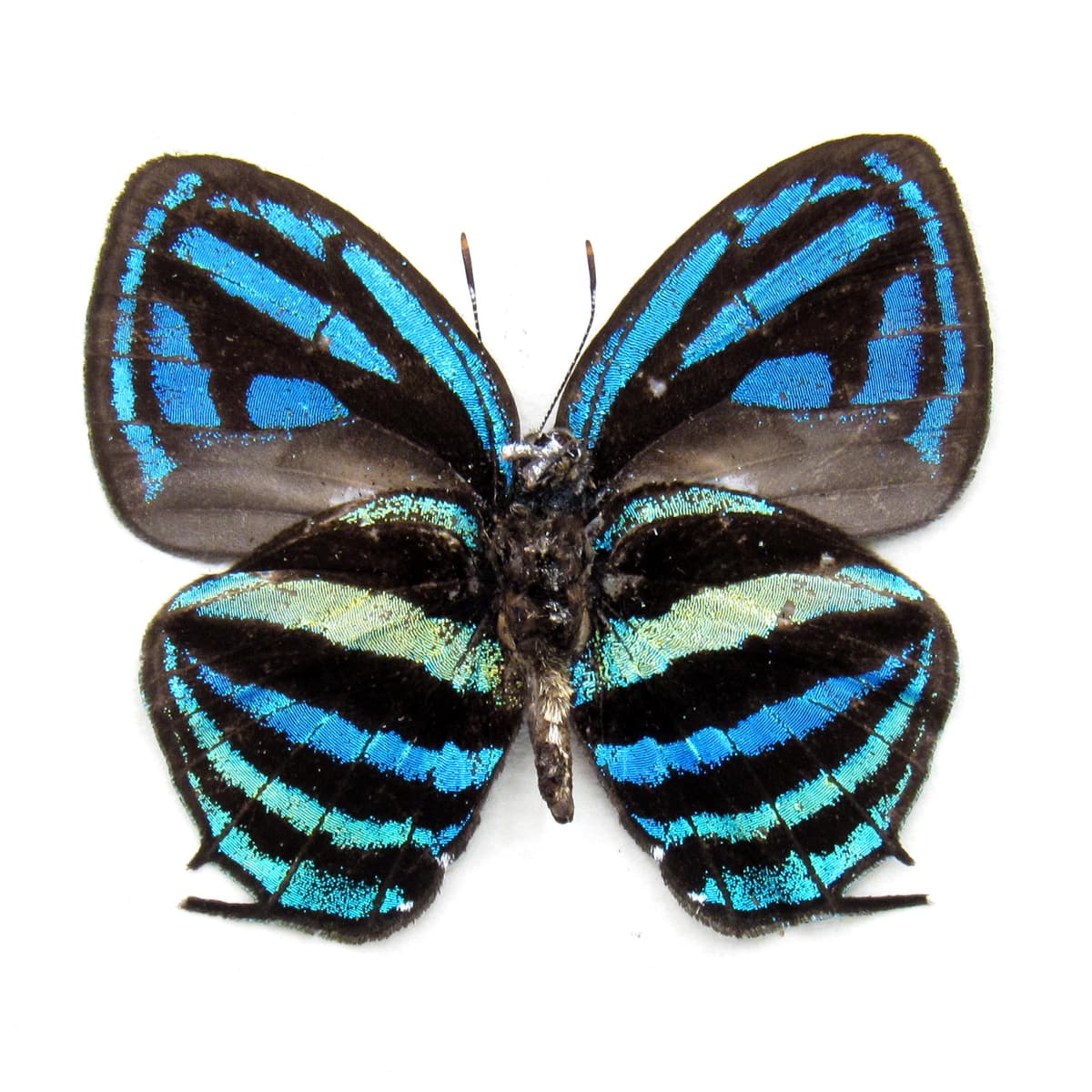 Rare blue hairstreak butterfly framed taxidermy - Thestius meridionalis