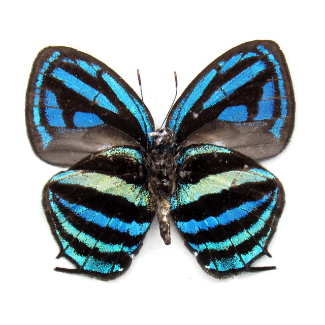 Rare blue hairstreak butterfly framed taxidermy - Thestius meridionalis