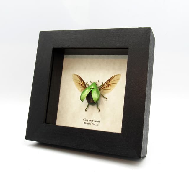Large Jewel Scarab beetle framed taxidermy - Chrysina woodi