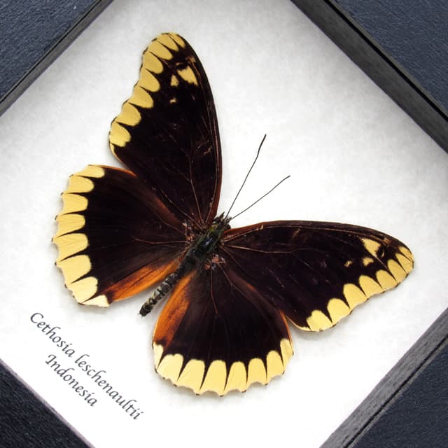 Rare Lacewing butterfly framed taxidermy - Cethosia leschenaultii